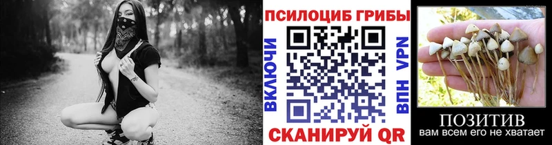 Галлюциногенные грибы Psilocybine cubensis  Шелехов 